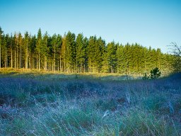 IMGP8384_HDR_Morgendug_i_graes